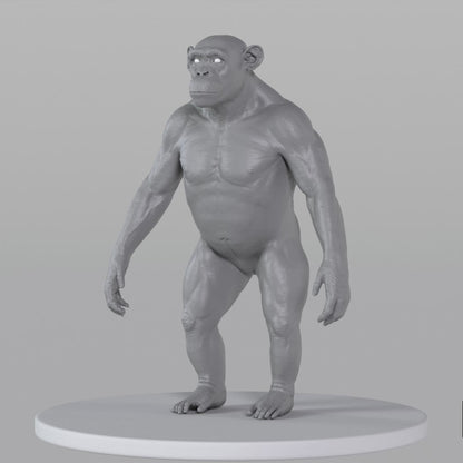 Chimpanzee