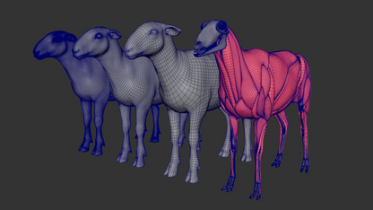 Sheep