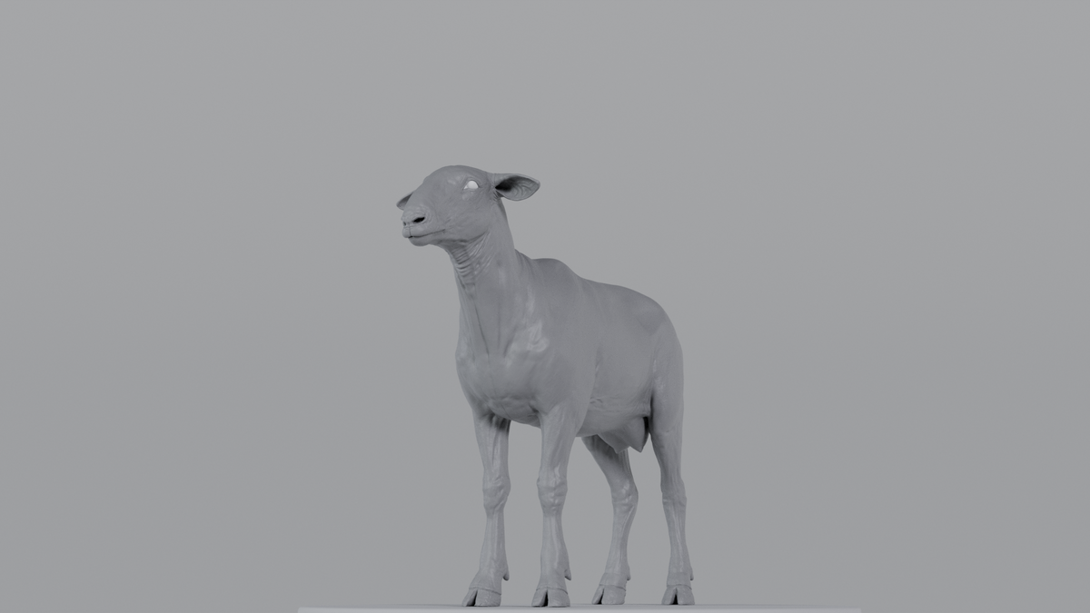 Sheep