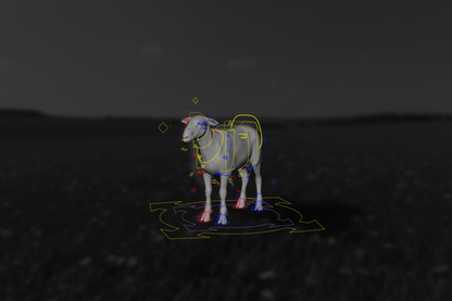 Sheep