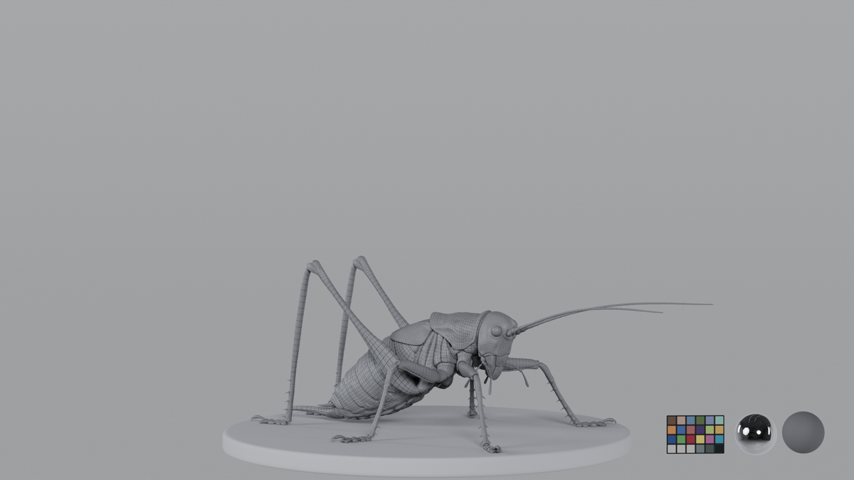 Cricket