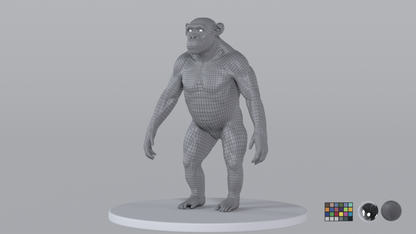 Chimpanzee
