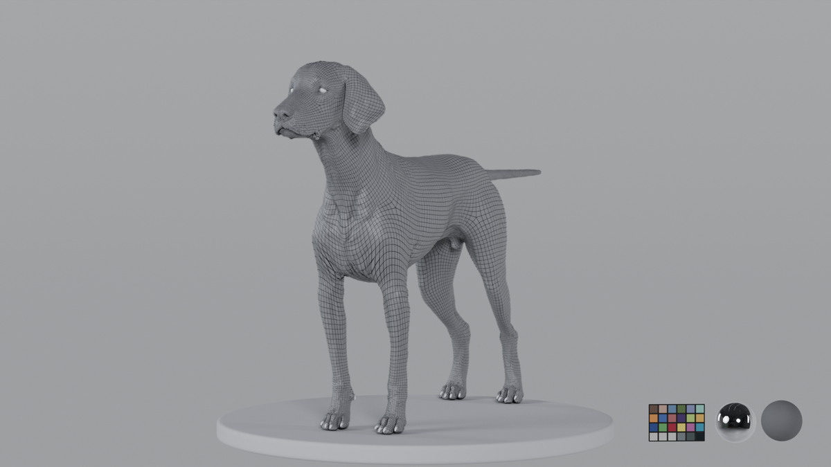Weimaraner