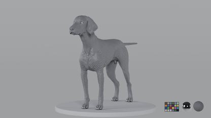 Weimaraner